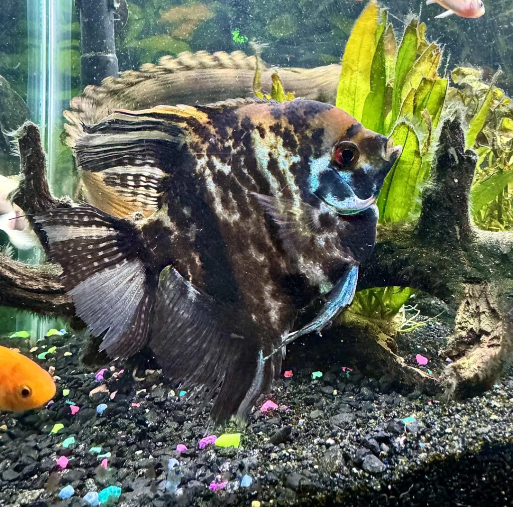 Marble Angelfish in a planted aquarium