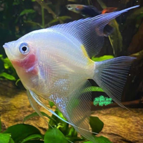 Blushing Angelfish in a planted tank