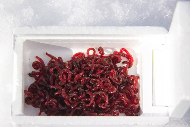 Frozen Bloodworms 