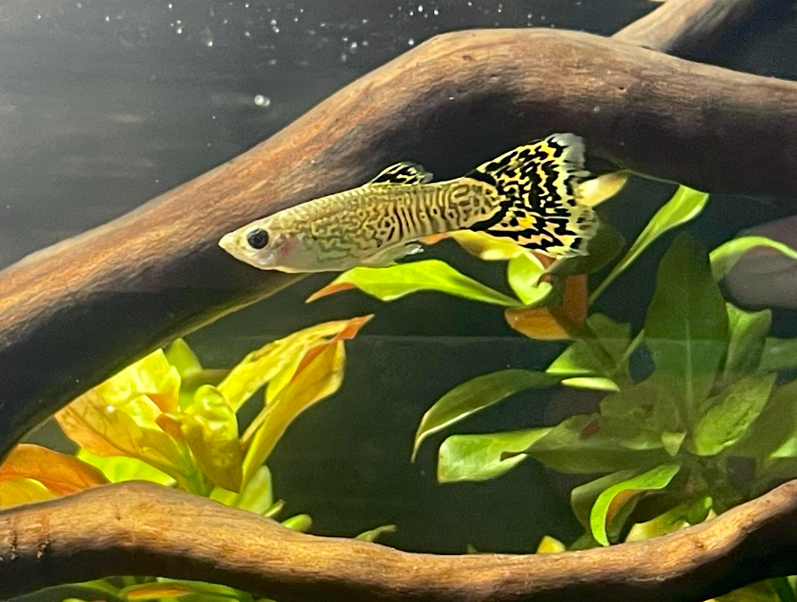 Green King Cobra Guppy