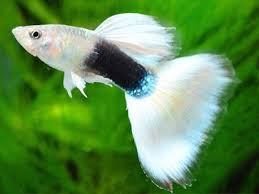 Cute Black and White Tuxedo Guppy 