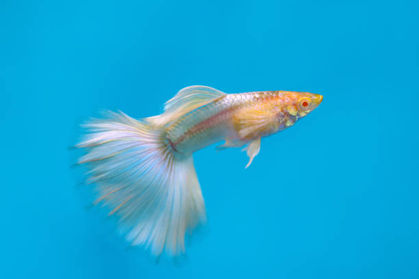 Albino Guppy 