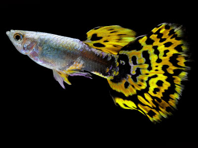 Leopard Guppy