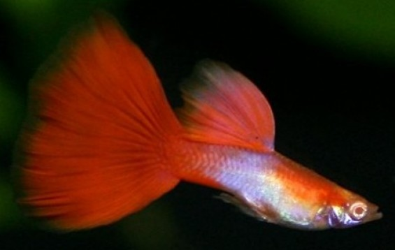 Red Tail Guppy