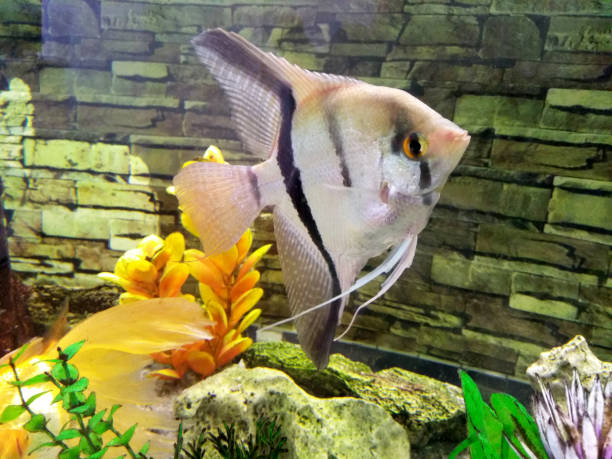 Zebra Angelfish