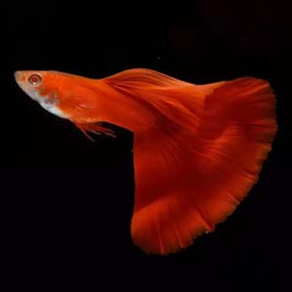 Fully Red, Red Tail Guppy