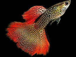 Red Snakeskin Guppy