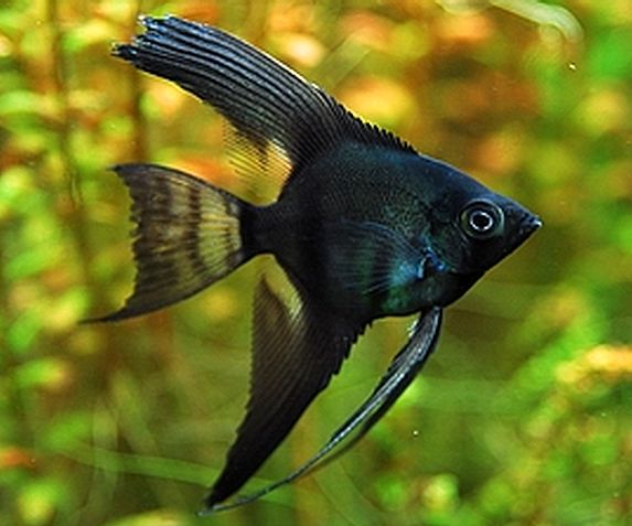 Black Lace Angelfish