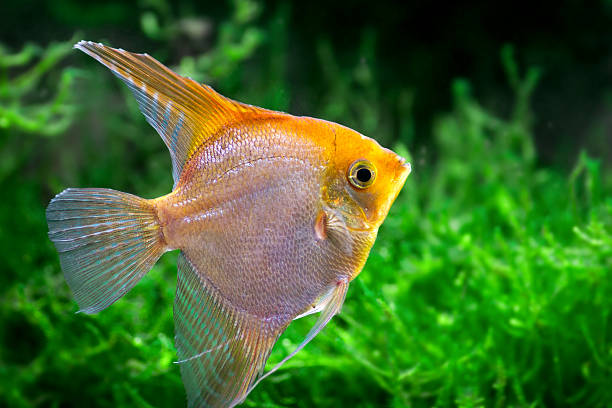 A Complete Guide to Gold Angelfish Care 