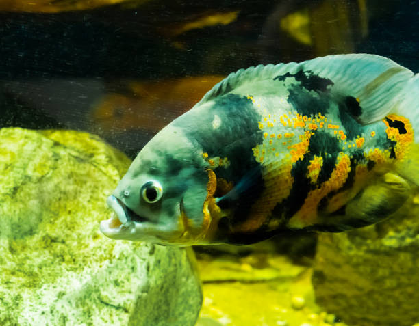 Beautiful Marble Oscar Fish