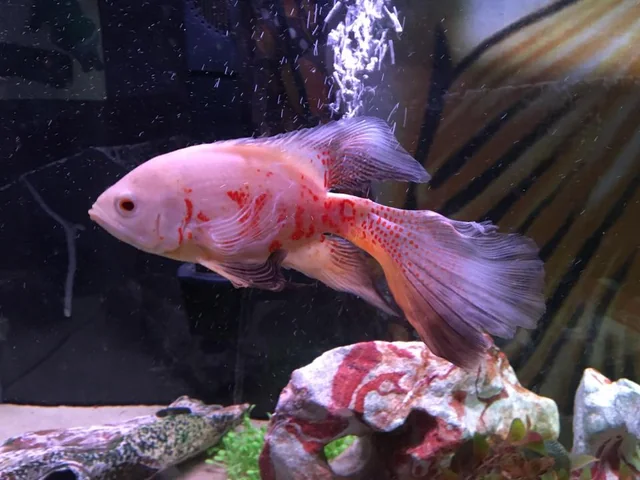 Longfin Albino Oscar