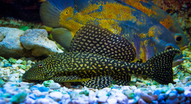                                                          Common Pleco 