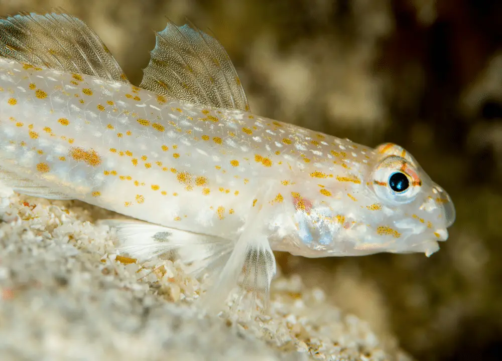 Cute Diamon Goby showing off its distinct characteristics