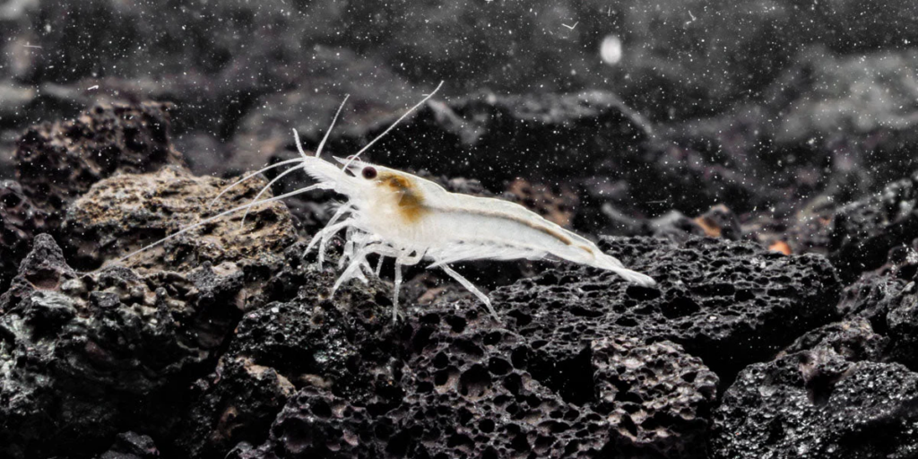 Snowball shrimp on dark colored substrate