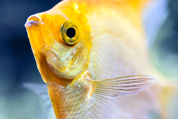 Gold Angelfish Physical Characteristics