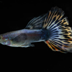 The Colorful World of Mosaic Guppies: A Complete Care Guide 