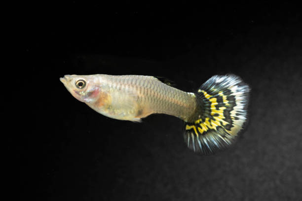 Mosaic Guppy physical traits