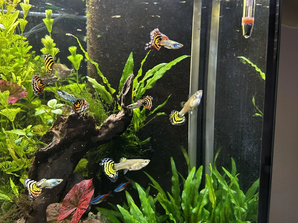 Ideal Tank Environment for Mosaic Guppies