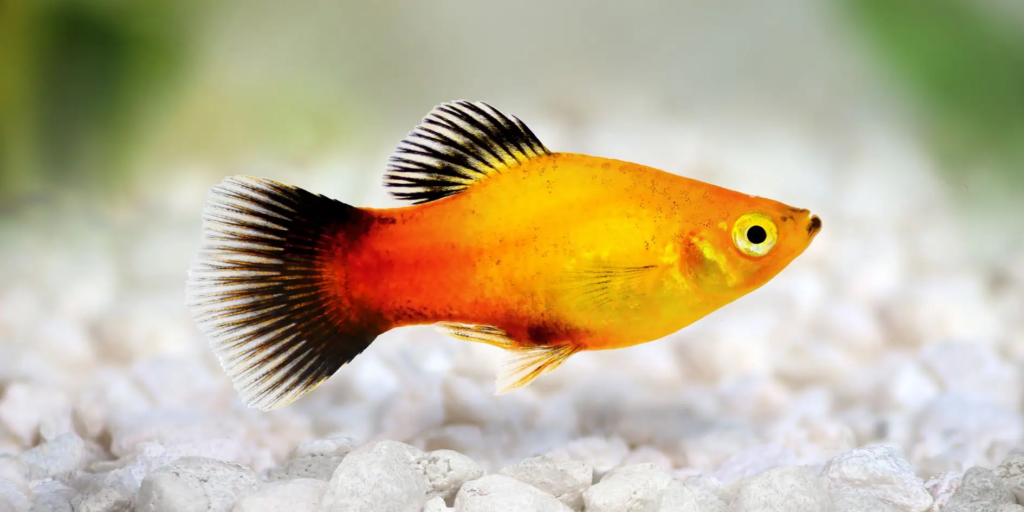 A very elegant and vibrantly colored platy