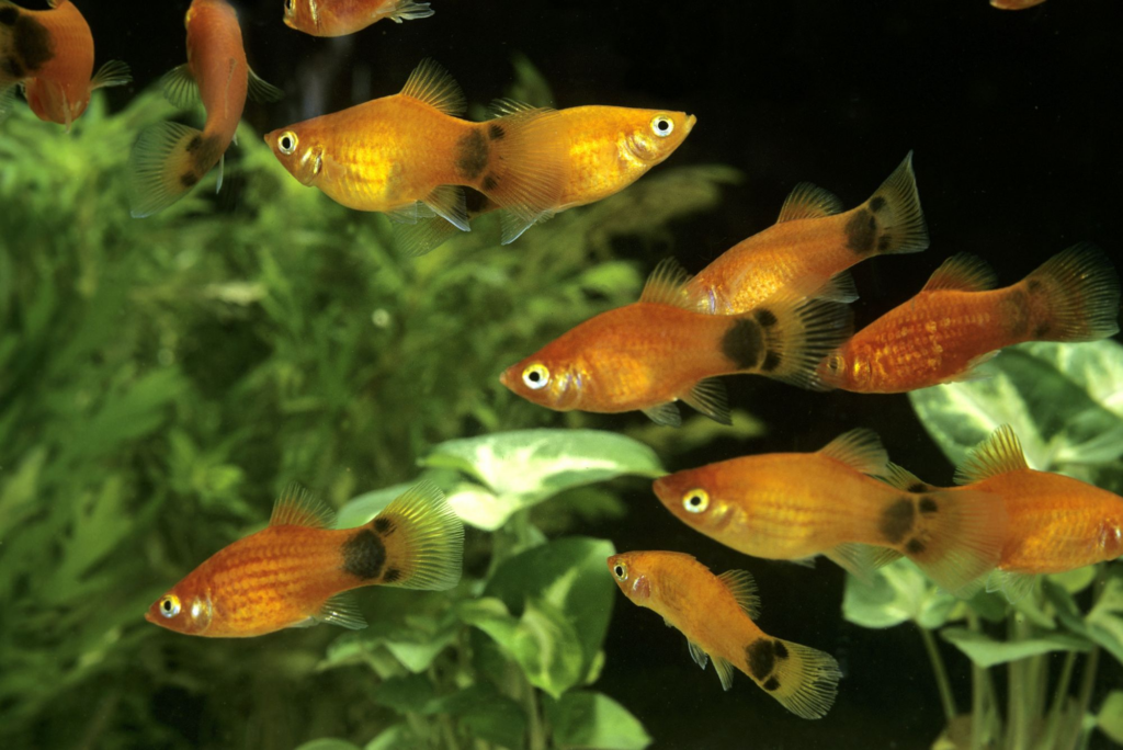 Group of platies in a nicely planted tank