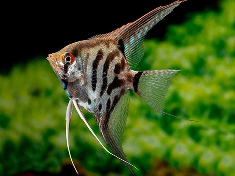 Leopard Angelfish: A Comprehensive Care Guide