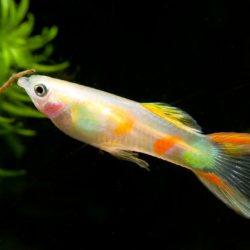 The Elegant Lyretail Guppy: A Comprehensive Care Guide 