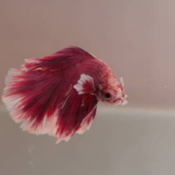 The Unique Charm of Dumbo Ear Guppies: A Complete Care Guide 