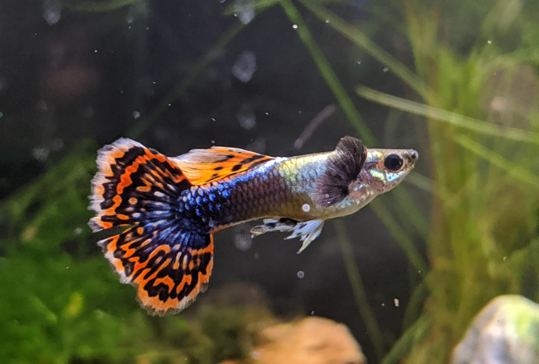 Happy and fed Dumbo Ear Guppy