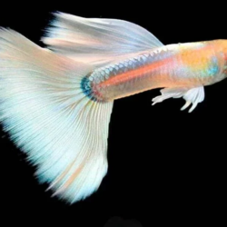 The Unique Beauty of Albino Guppies: A Comprehensive Care Guide 