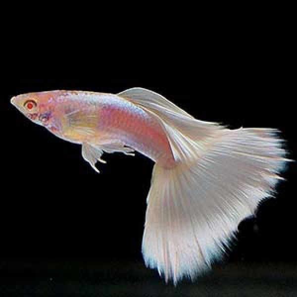 A blush colored variant of the Albino Guppy