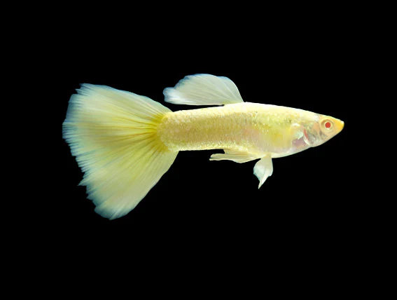 A yellow colored variant of the Albino Guppy