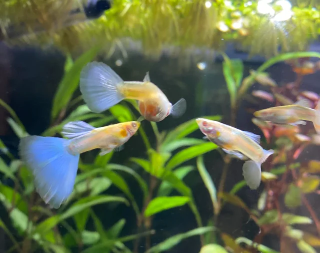 Albino Guppy keys to breeding