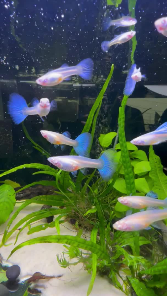 Albino Blue Topez Guppies swimming in a planted aquarium