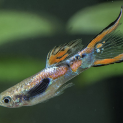 The Vibrant Endler Guppy Fish: A Complete Care Guide 