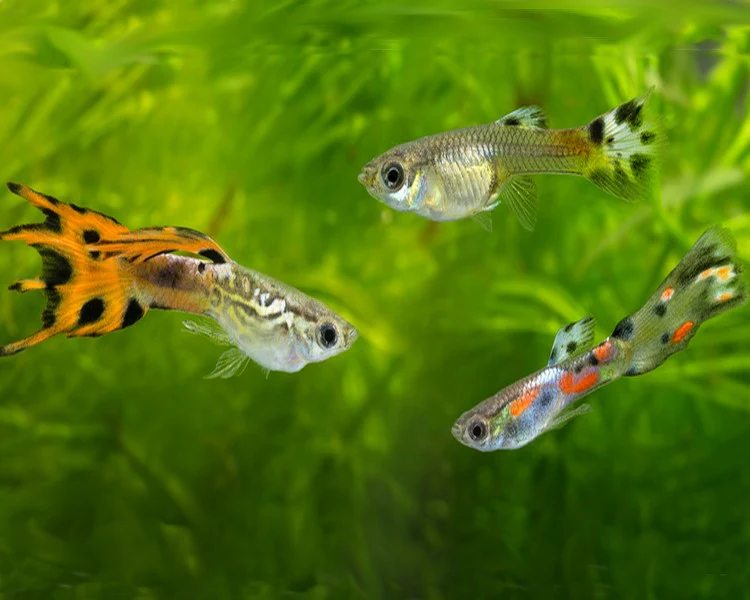 What makes an Endler Guppy an Endler?