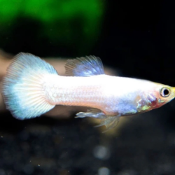 The Radiant Platinum Guppy: A Complete Care Guide  