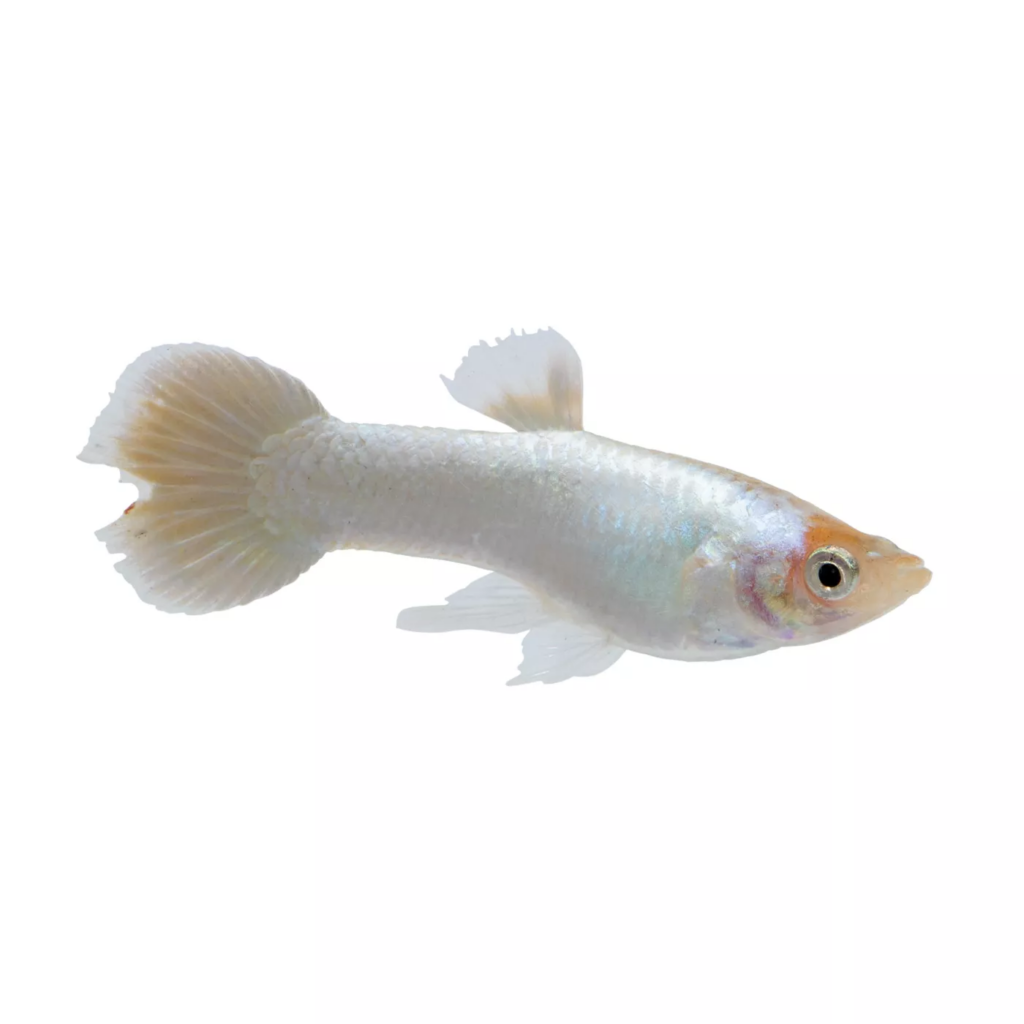 Check out the distinctive features of the White/Platinum Guppy