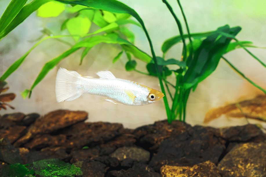 White Guppy in planted aquarium