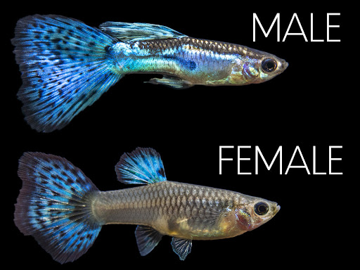 The difference between male and female Grass Guppies