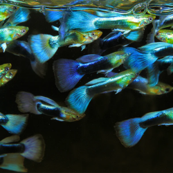 The Dazzling Neon Blue Guppy: A Comprehensive Care Guide