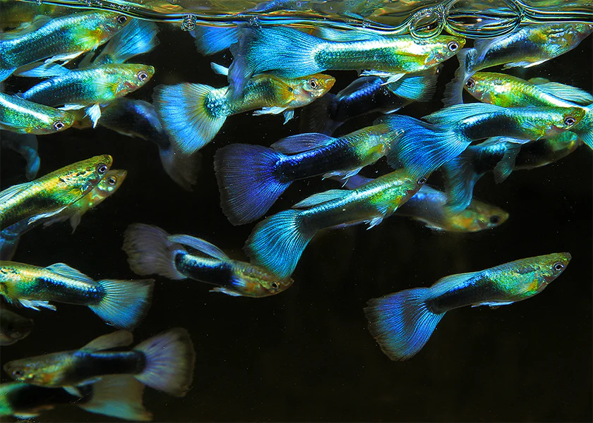 The Dazzling Neon Blue Guppy: A Comprehensive Care Guide