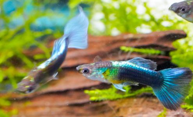 Vibrantly Colored Pair of Neon Blue Guppies