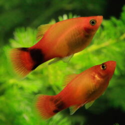 Are Platies Good Beginner Fish?