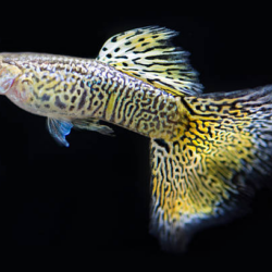 The Striking Snakeskin Guppy: A Comprehensive Care Guide