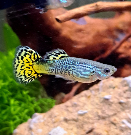 Vibrantly patterned snake skin guppy in a planted aquarium