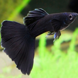 The Elegant Black Guppy: A Complete Care Guide 