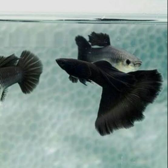 Pairs of Black Guppies