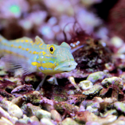 Are Diamond Gobies Hard To Keep?