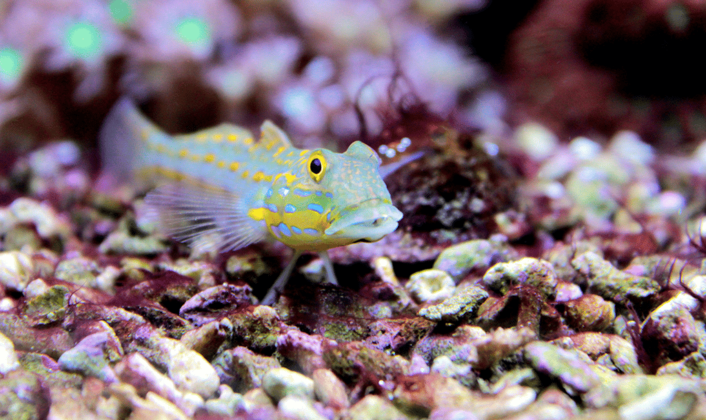 Are Diamond Gobies Hard To Keep?