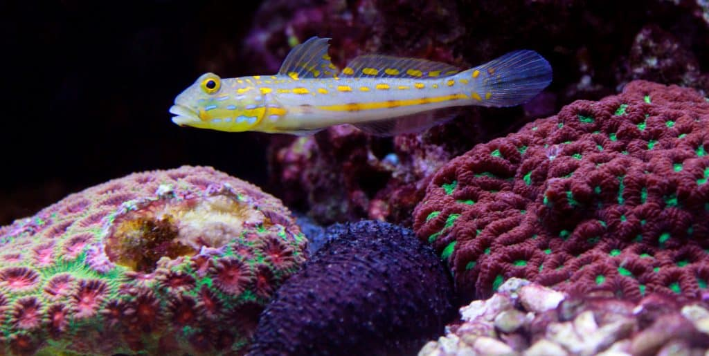 Diamon Goby in beautifully setup aquarium